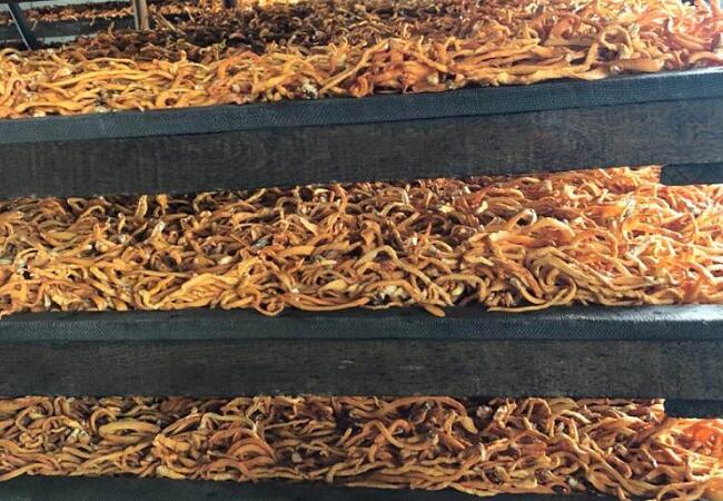 蟲草花發(fā)貨倉(cāng)庫(kù)